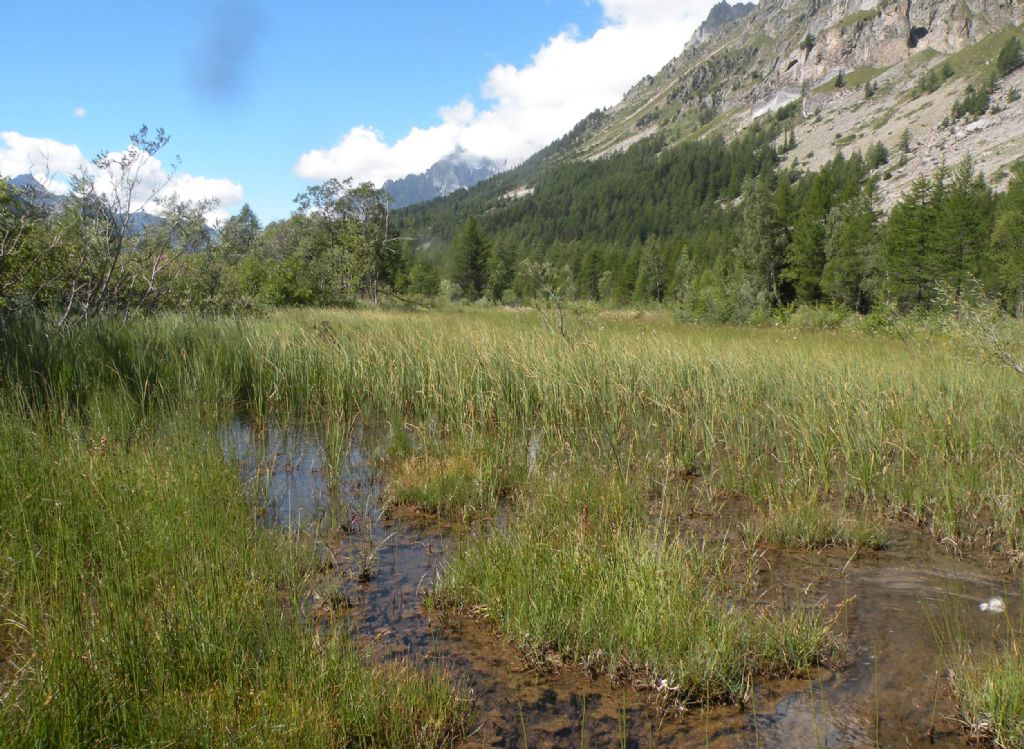 Planaria: forse Crenobia alpina